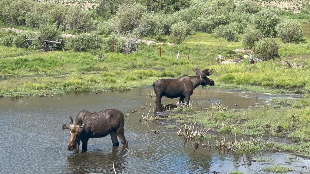 Moose in Taylor Park, Colorado